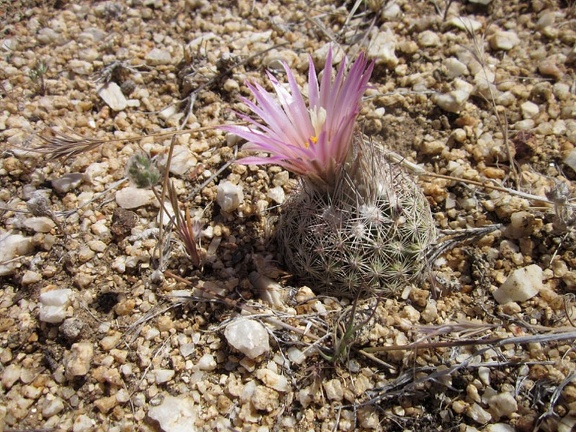 I notice a nice little "pineapple cactus" on my cross-country trek over the low hills
