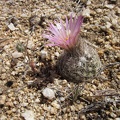 I notice a nice little "pineapple cactus" on my cross-country trek over the low hills