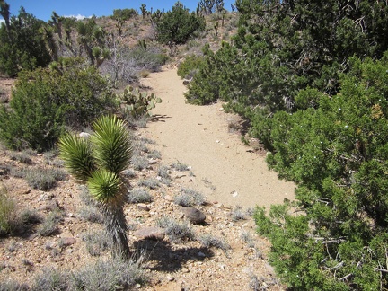 As I drop down into yet another wash, I realize I'm quite close to Taylor Spring (dry), where I hiked last year