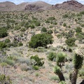 I climb up another hill on the way to Indian Spring and recognize the valley of junipers and joshua trees in front of me