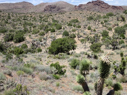  I climb up another hill on the way to Indian Spring and recognize the valley of junipers and joshua trees in front of me