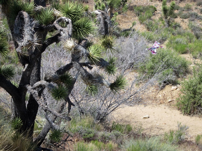 As I approach Indian Spring, I notice a balloon fragment tangled in a catclaw bush