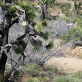 As I approach Indian Spring, I notice a balloon fragment tangled in a catclaw bush