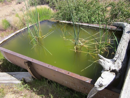 Just like last year, bees are buzzing around the shallow water where it overflows from the Indian Spring trough