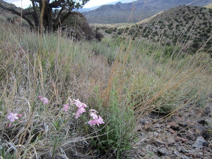 Phlox flowers on the north side of the Castle Peaks hills