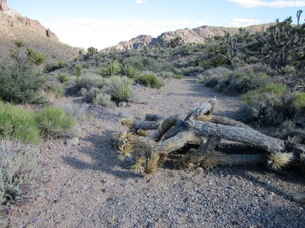 A fallen joshua tree lays in this wash below the Castle Peaks