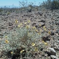 There are so few flowers on this hot late-spring trip that a few expiring Desert senna flowers here are an exciting find