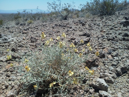 There are so few flowers on this hot late-spring trip that a few expiring Desert senna flowers here are an exciting find