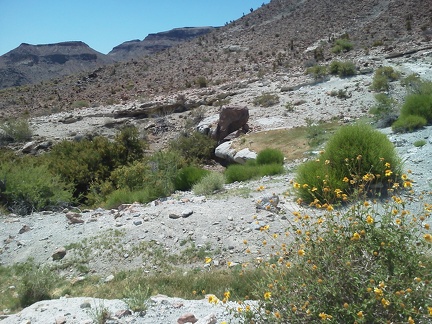 Yes, Cave Spring, Mojave National Preserve, just ahead