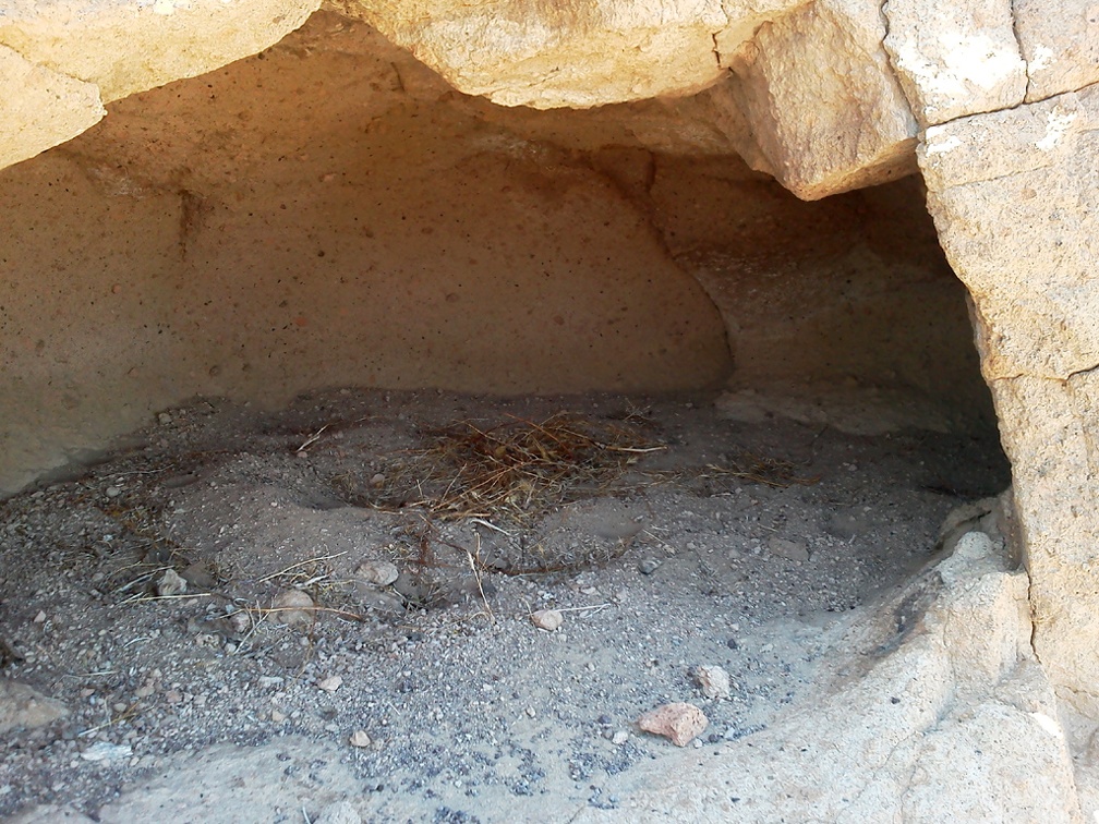 The beginnings of a nest in one of the igloos near Cave Spring