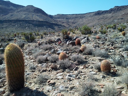 I hike a short distance up an adjacent canyon near Cave Spring, but decide not to continue too far, given the heat of the day