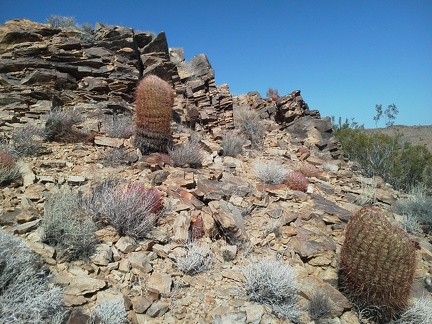 Barrel cacti and layered rocks near Cave Spring