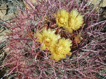 Since I've seen so few flowers on this trip, it's great to come across a few barrel-cactus flowers