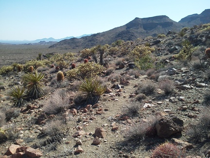 Cholla cacti and barrel cacti pick up the late-afternoon sun while I walk across this area above Cave Spring