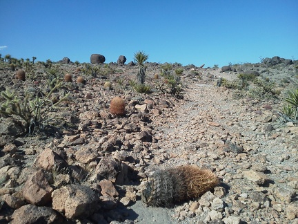 Oops, this barrel cacti fell over and, I think, died