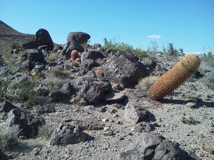 I suppose this leaning barrel cactus will eventually fall over like the one I saw on the trail a short while ago...
