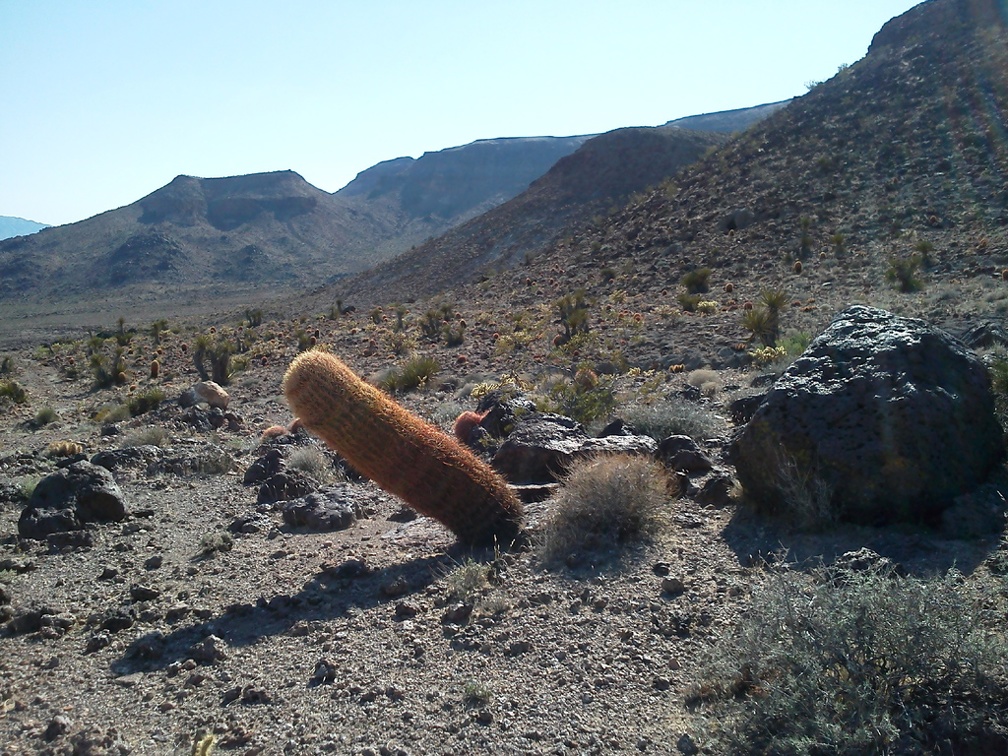 Life in a tilted world for this barrel cactus near Cave Spring, Mojave National Preserve
