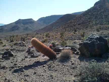 Life in a tilted world for this barrel cactus near Cave Spring, Mojave National Preserve