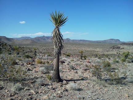 On my way back to my bicycle near Black Canyon Road, I pass a rather svelte Mojave yucca