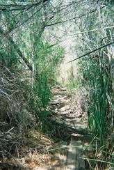  I walk down the short creek trail behind the China Ranch bakery and store