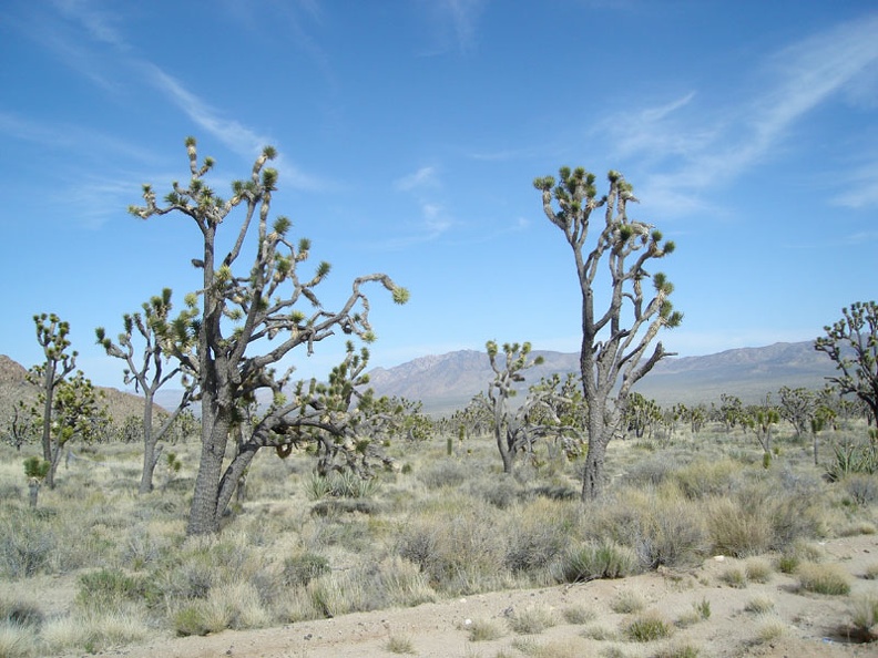 00805-joshua-trees-cima-roa.jpg