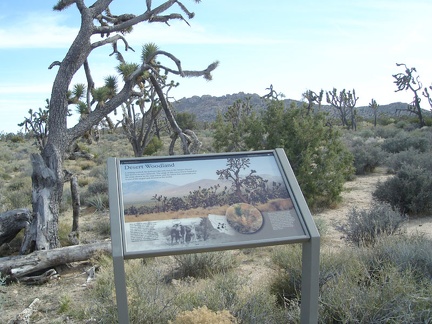 Interpretive panel ("Desert Woodland") at the start of the Teutonia Peak Trail