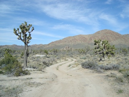 I walk the last 1/2 mile down the dirt road to my Cima Dome campsite for one last night in Mojave National Preserve