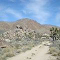 After a lazy morning, I start hiking the half mile up the dirt road that leads from my campsite to Cima Road