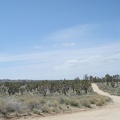 The 3-mile hike up the dead-end road to Deer Spring climbs slowly, then I hike over the summit of Cima Dome through joshua trees