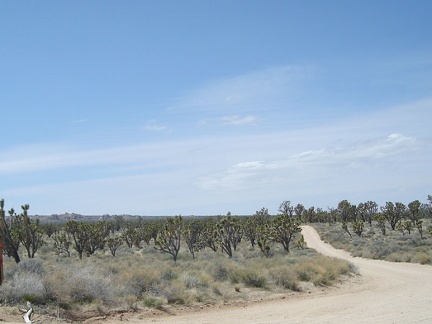 The 3-mile hike up the dead-end road to Deer Spring climbs slowly, then I hike over the summit of Cima Dome through joshua trees