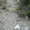 Just as my route leaves the wash, I notice a bone fragment on the ground