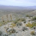 A northwest view beyond three agave stems toward Pachalka Spring, with Kingston Range in the distance at the right