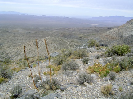 A northwest view beyond three agave stems toward Pachalka Spring, with Kingston Range in the distance at the right