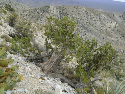 I reach a steep slippery area on the ridge with a gnarled juniper while attempting to begin a descent toward Copper World Mine