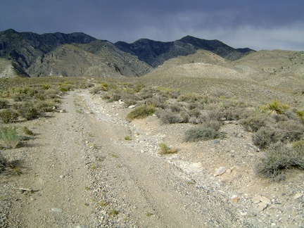 I walk up Pachalka Spring Road toward the Clark Mountain Range and follow the road into the wash just south of Pachalka Spring