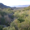 I push my way through rabbitbrush and other plants to get across Cornfield Spring wash