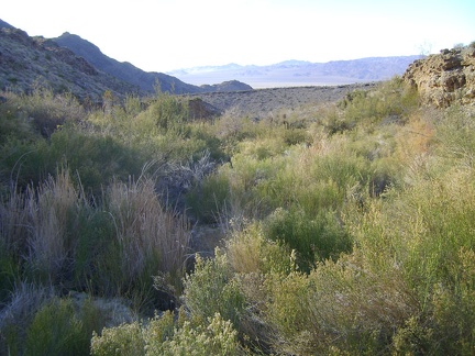 I push my way through rabbitbrush and other plants to get across Cornfield Spring wash