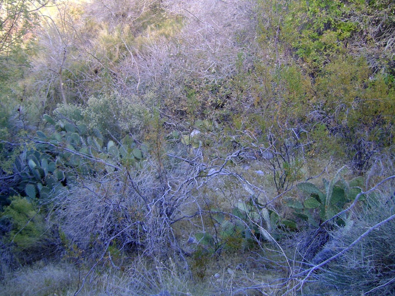 I'm not sure where the old road went because it's grown-in, but I can now hear a trickle of water down in Cornfield Spring wash