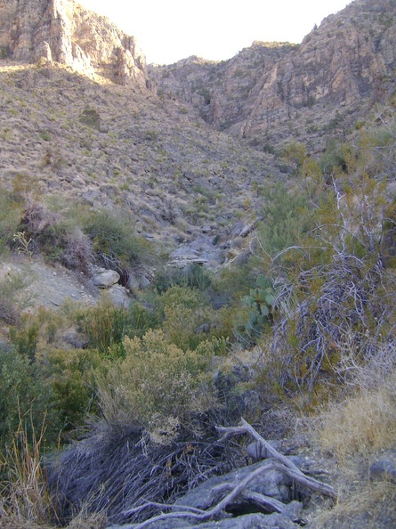 The source of Cornfield Spring is just ahead; I keep getting scratched by catclaw bushes when I try to climb down to it