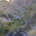 The source of Cornfield Spring is just ahead; I keep getting scratched by catclaw bushes when I try to climb down to it
