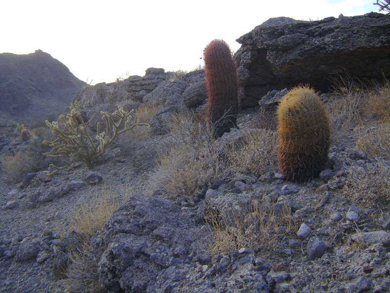A few barrel cacti dot the hills near Cornfield Spring