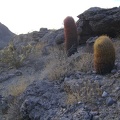 A few barrel cacti dot the hills near Cornfield Spring