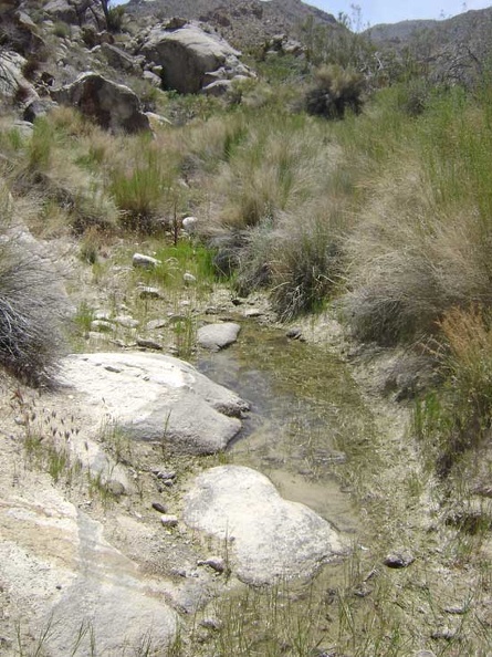 Ah, water at Coyote Springs!