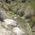 Ah, water at Coyote Springs!