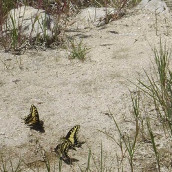 Day 5: Late-morning walk to Coyote Springs, Mojave National Preserve