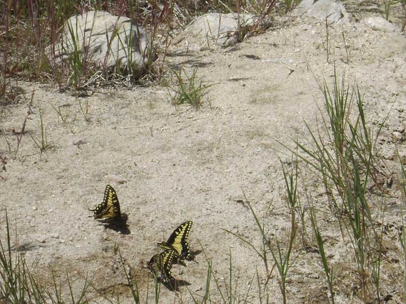 Butterflies like this moist sand along the edge of the drying-up creek bed