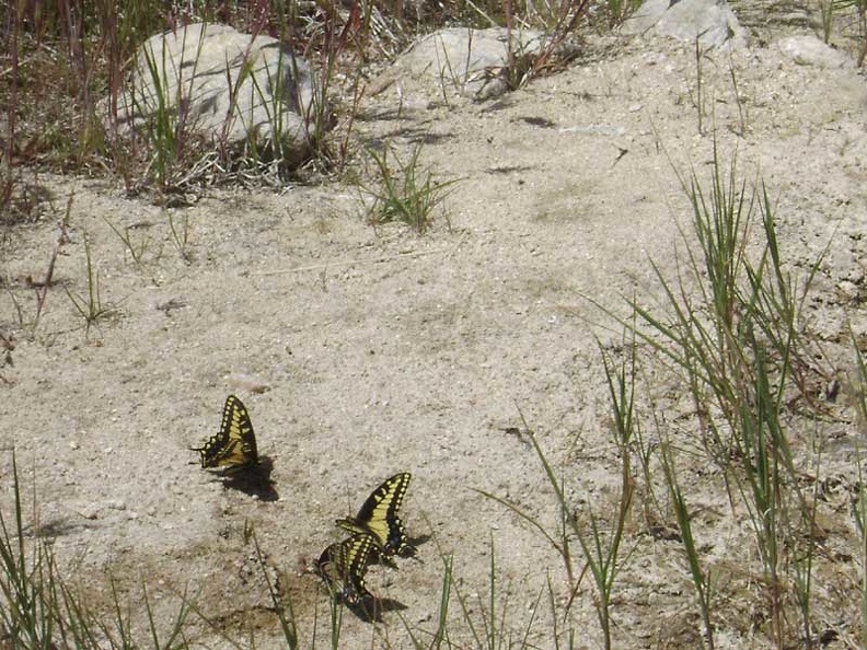 08856-butterflies-800px.jpg