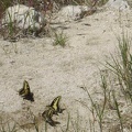 Butterflies like this moist sand along the edge of the drying-up creek bed