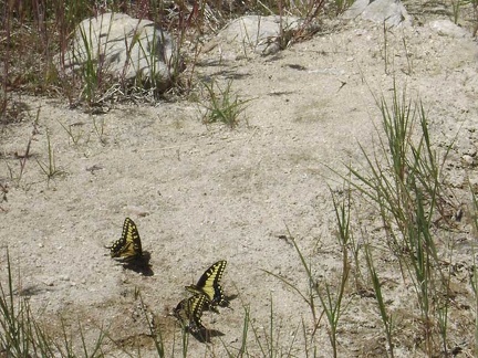 Butterflies like this moist sand along the edge of the drying-up creek bed