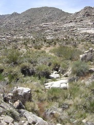 I walk upstream to see if there's any more water here at Coyote Springs